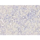 Immunohistochemistry - NOD1 Antibody from Signalway Antibody (32256) - Antibodies.com