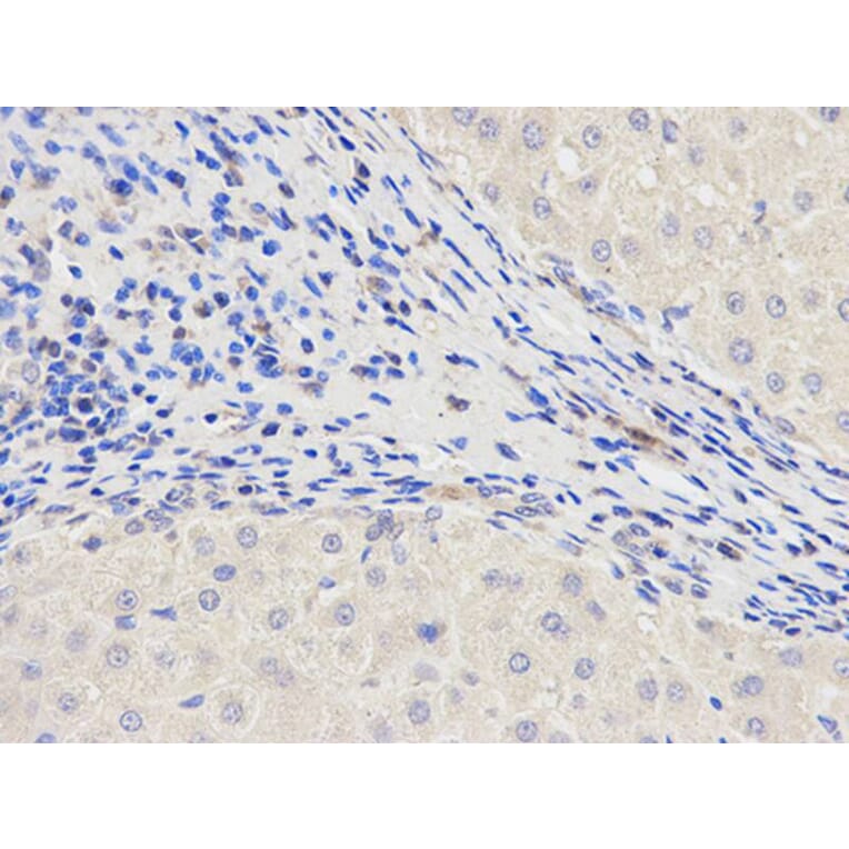 Immunohistochemistry - NOD1 Antibody from Signalway Antibody (32256) - Antibodies.com