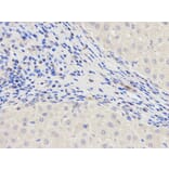Immunohistochemistry - NOD1 Antibody from Signalway Antibody (32256) - Antibodies.com