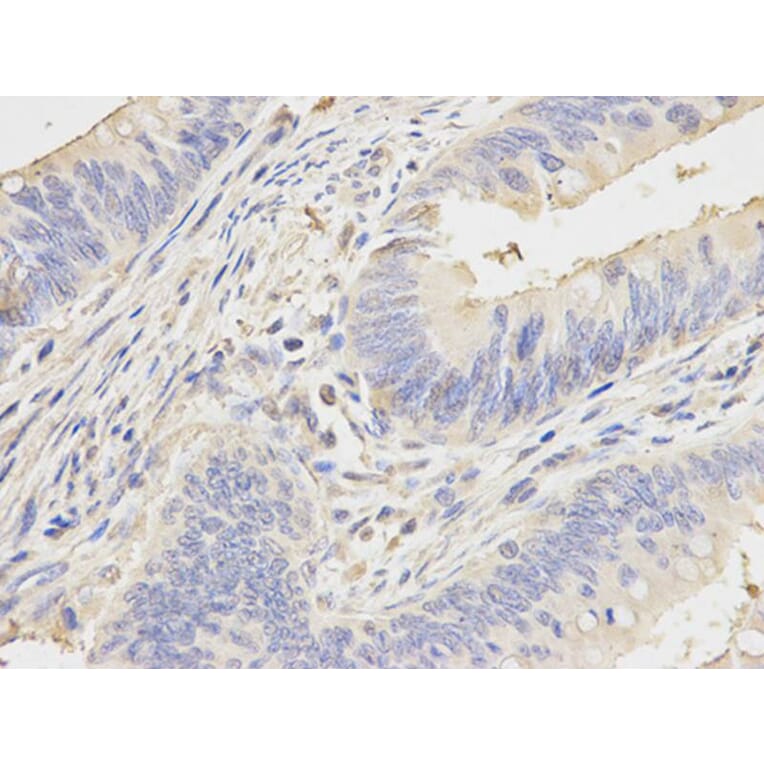 Immunohistochemistry - NOD1 Antibody from Signalway Antibody (32256) - Antibodies.com