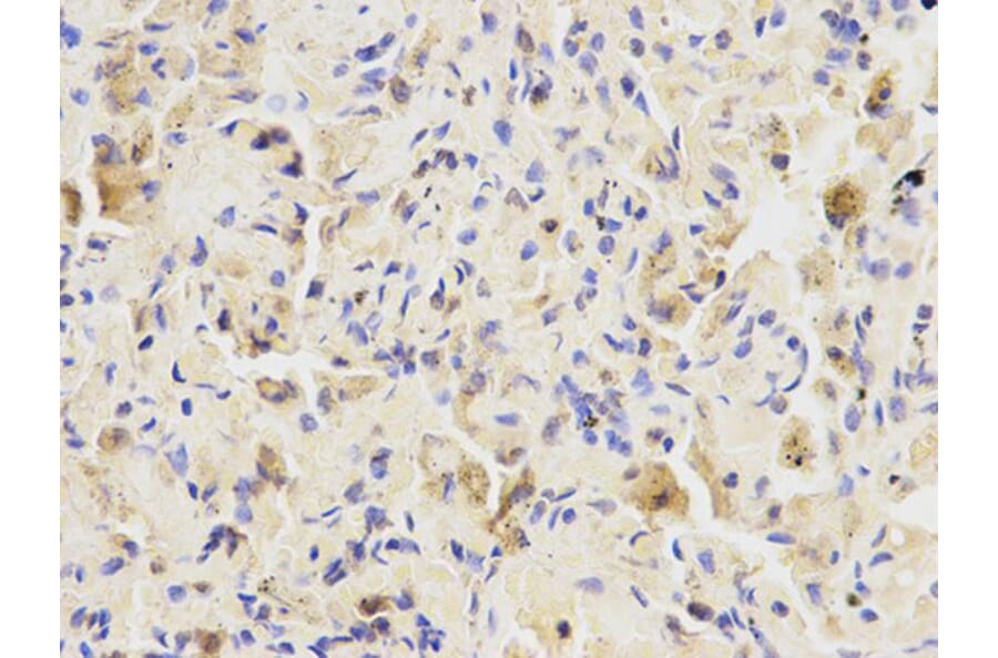 Immunohistochemistry - LIPC Antibody from Signalway Antibody (32277) - Antibodies.com