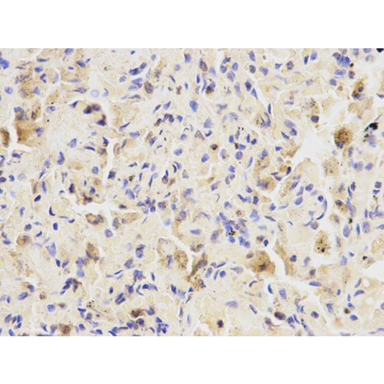 Immunohistochemistry - LIPC Antibody from Signalway Antibody (32277) - Antibodies.com
