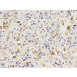 Immunohistochemistry - LIPC Antibody from Signalway Antibody (32277) - Antibodies.com