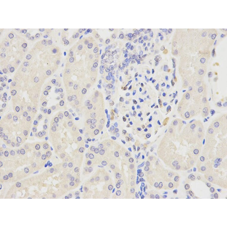 Immunohistochemistry - LIPC Antibody from Signalway Antibody (32277) - Antibodies.com