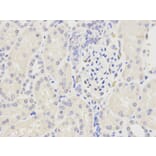 Immunohistochemistry - LIPC Antibody from Signalway Antibody (32277) - Antibodies.com