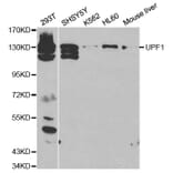 Western blot - UPF1 Antibody from Signalway Antibody (32298) - Antibodies.com