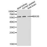 Western blot - MAOB Antibody from Signalway Antibody (32314) - Antibodies.com