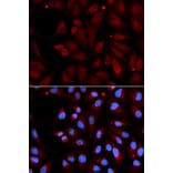 Immunofluorescence - MAOB Antibody from Signalway Antibody (32314) - Antibodies.com