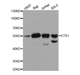 Western blot - ETS1 Antibody from Signalway Antibody (32332) - Antibodies.com