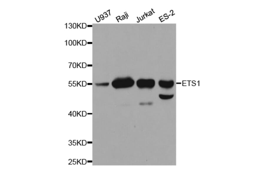Western blot - ETS1 Antibody from Signalway Antibody (32332) - Antibodies.com