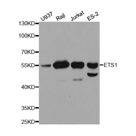 Western blot - ETS1 Antibody from Signalway Antibody (32332) - Antibodies.com