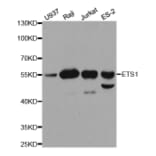 Western blot - ETS1 Antibody from Signalway Antibody (32332) - Antibodies.com