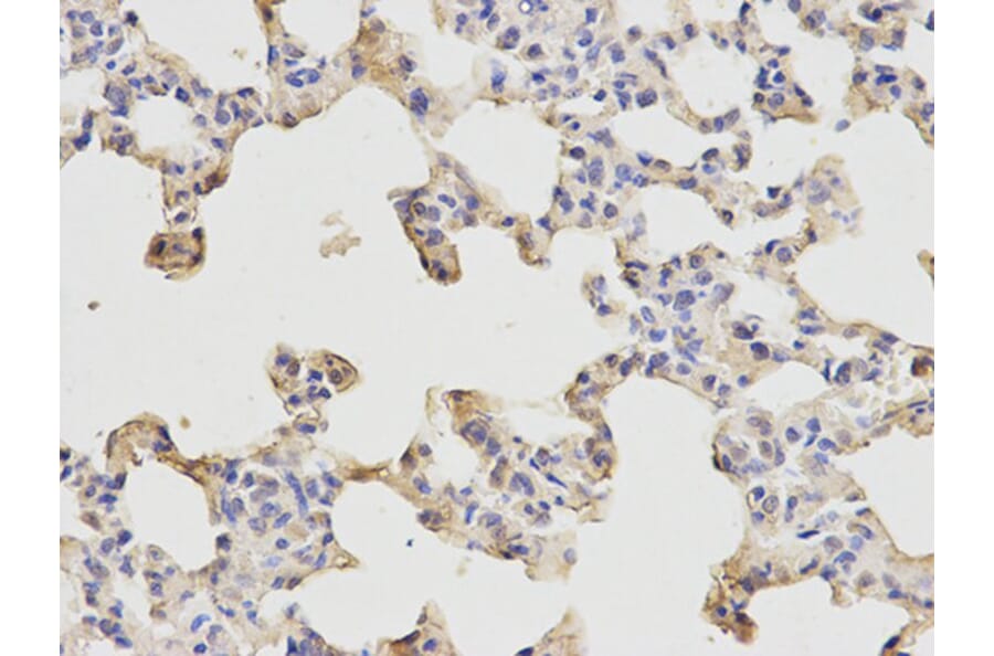 Immunohistochemistry - ETS1 Antibody from Signalway Antibody (32332) - Antibodies.com