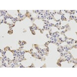 Immunohistochemistry - ETS1 Antibody from Signalway Antibody (32332) - Antibodies.com