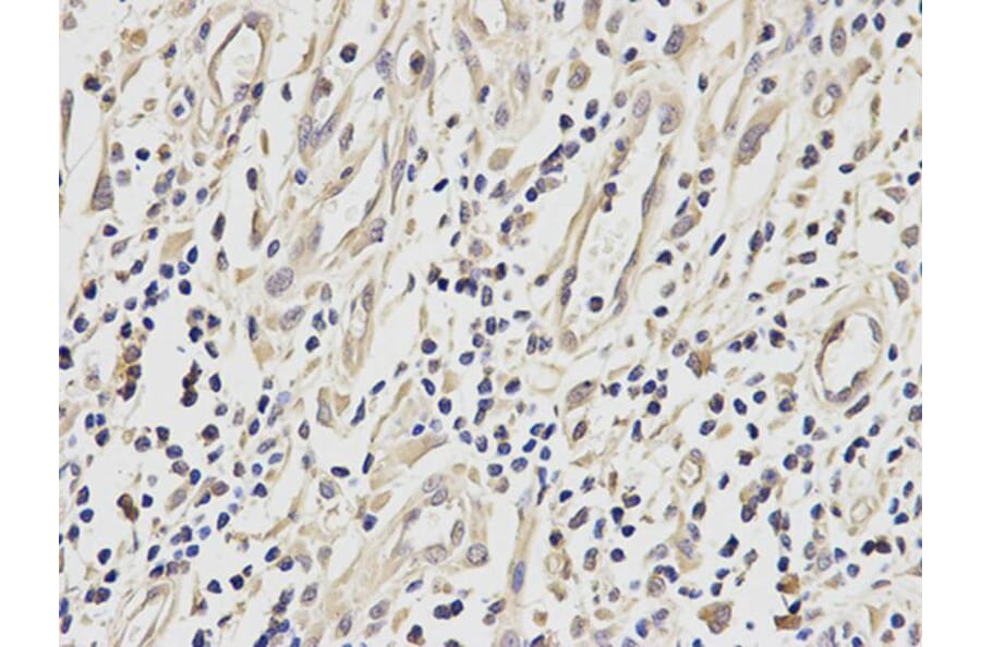Immunohistochemistry - ETS1 Antibody from Signalway Antibody (32332) - Antibodies.com