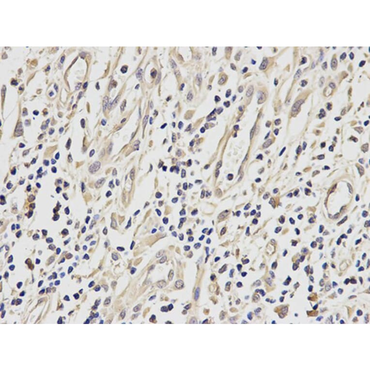 Immunohistochemistry - ETS1 Antibody from Signalway Antibody (32332) - Antibodies.com