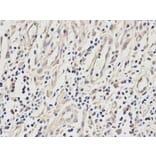 Immunohistochemistry - ETS1 Antibody from Signalway Antibody (32332) - Antibodies.com