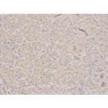 Immunohistochemistry - TFPI Antibody from Signalway Antibody (32350) - Antibodies.com