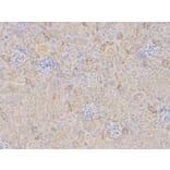 Immunohistochemistry - TFPI Antibody from Signalway Antibody (32350) - Antibodies.com