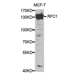 Western blot - RFC1 Antibody from Signalway Antibody (32351) - Antibodies.com