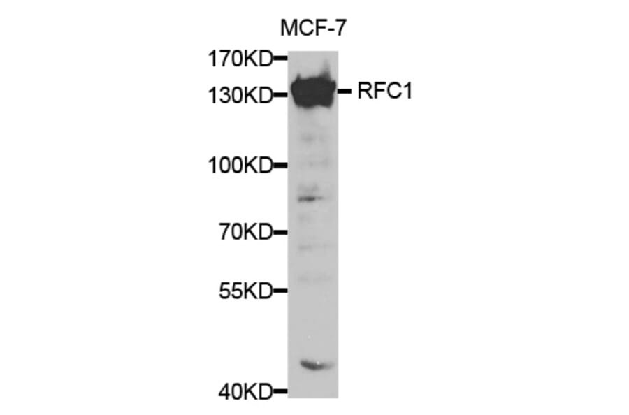 Western blot - RFC1 Antibody from Signalway Antibody (32351) - Antibodies.com