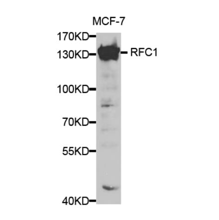 Western blot - RFC1 Antibody from Signalway Antibody (32351) - Antibodies.com