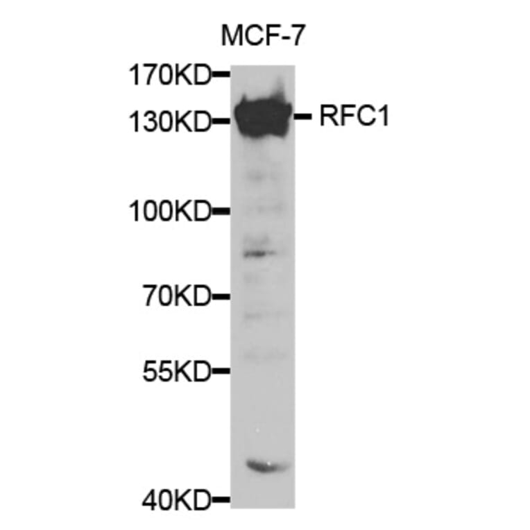 Western blot - RFC1 Antibody from Signalway Antibody (32351) - Antibodies.com