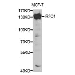Western blot - RFC1 Antibody from Signalway Antibody (32351) - Antibodies.com