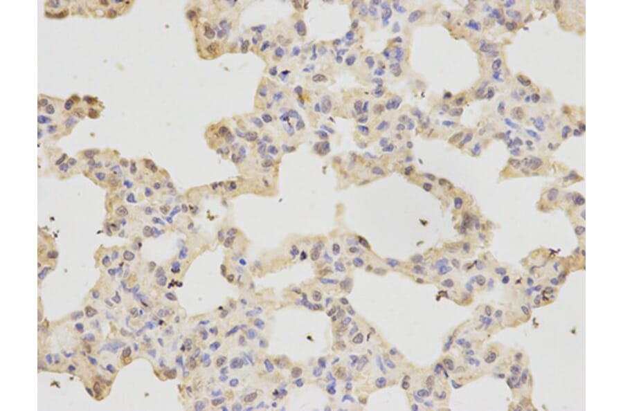 Immunohistochemistry - RFC1 Antibody from Signalway Antibody (32351) - Antibodies.com