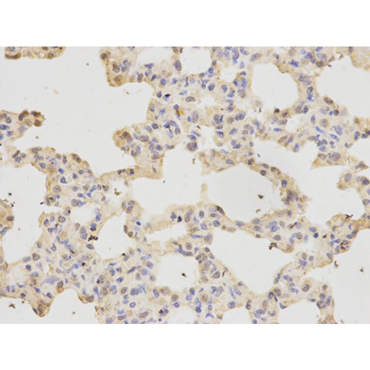Immunohistochemistry - RFC1 Antibody from Signalway Antibody (32351) - Antibodies.com