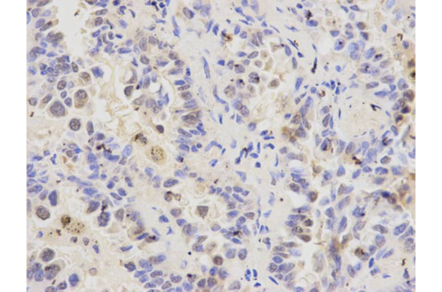 Immunohistochemistry - RFC1 Antibody from Signalway Antibody (32351) - Antibodies.com