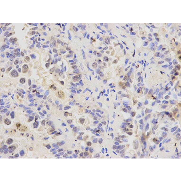 Immunohistochemistry - RFC1 Antibody from Signalway Antibody (32351) - Antibodies.com