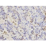 Immunohistochemistry - RFC1 Antibody from Signalway Antibody (32351) - Antibodies.com