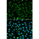 Immunofluorescence - AHSG Antibody from Signalway Antibody (32365) - Antibodies.com