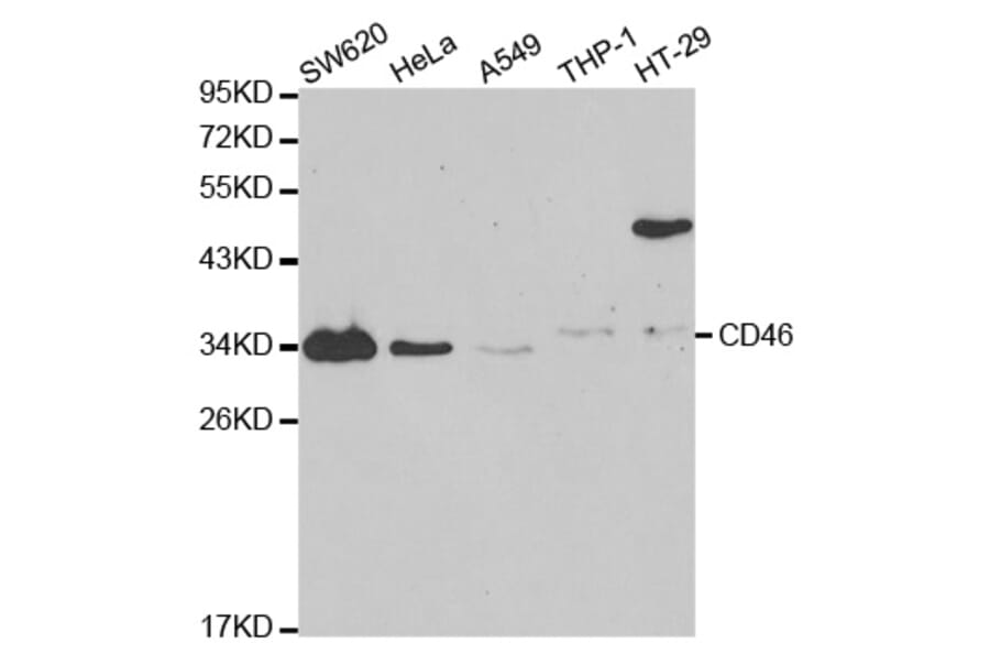 Western blot - CD46 Antibody from Signalway Antibody (32368) - Antibodies.com