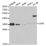 Western blot - CD46 Antibody from Signalway Antibody (32368) - Antibodies.com