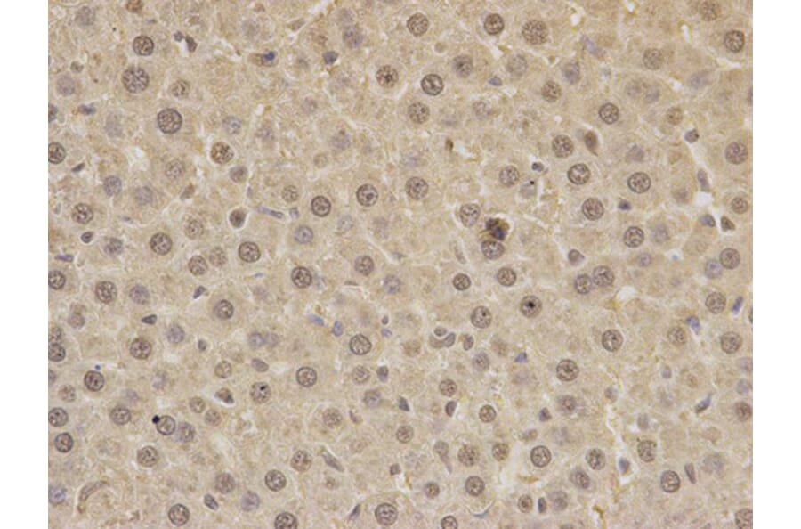 Immunohistochemistry - PAX3 Antibody from Signalway Antibody (32380) - Antibodies.com