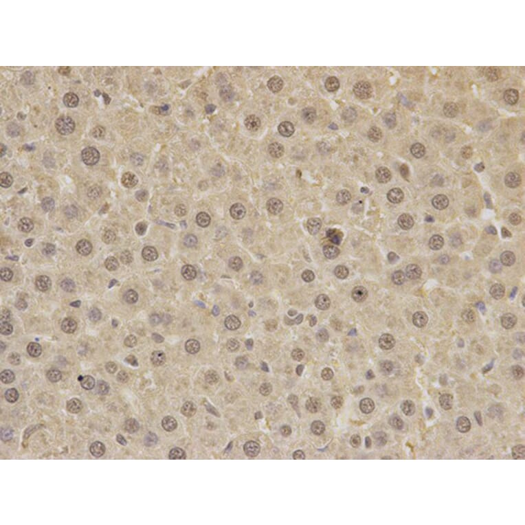 Immunohistochemistry - PAX3 Antibody from Signalway Antibody (32380) - Antibodies.com