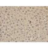 Immunohistochemistry - PAX3 Antibody from Signalway Antibody (32380) - Antibodies.com