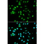 Immunofluorescence - PAX3 Antibody from Signalway Antibody (32380) - Antibodies.com