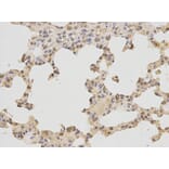 Immunohistochemistry - POLB Antibody from Signalway Antibody (32383) - Antibodies.com