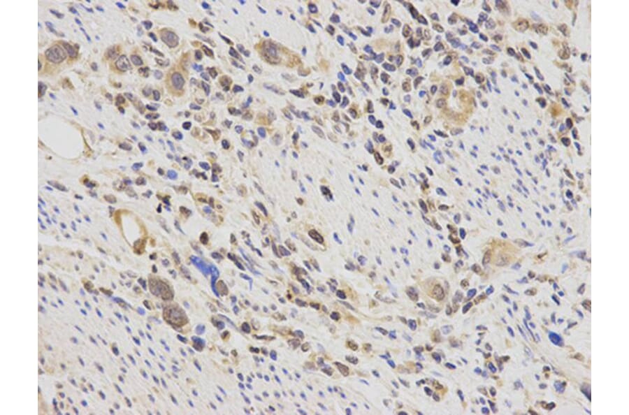 Immunohistochemistry - POLB Antibody from Signalway Antibody (32383) - Antibodies.com