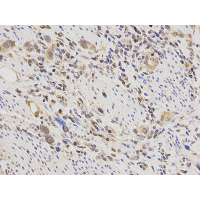 Immunohistochemistry - POLB Antibody from Signalway Antibody (32383) - Antibodies.com