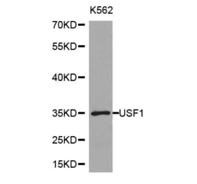 Western blot - USF1 Antibody from Signalway Antibody (32414) - Antibodies.com