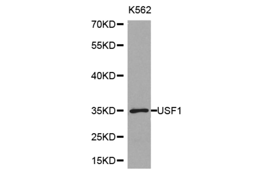 Western blot - USF1 Antibody from Signalway Antibody (32414) - Antibodies.com