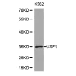 Western blot - USF1 Antibody from Signalway Antibody (32414) - Antibodies.com