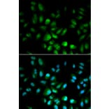 Immunofluorescence - USF1 Antibody from Signalway Antibody (32414) - Antibodies.com