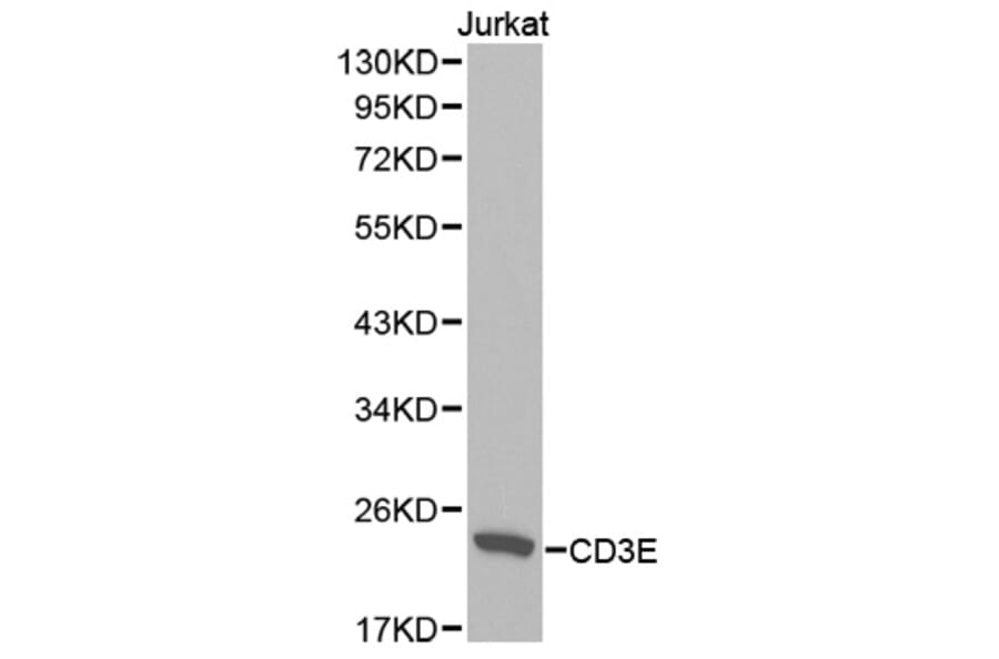 Western blot - CD3E Antibody from Signalway Antibody (32416) - Antibodies.com