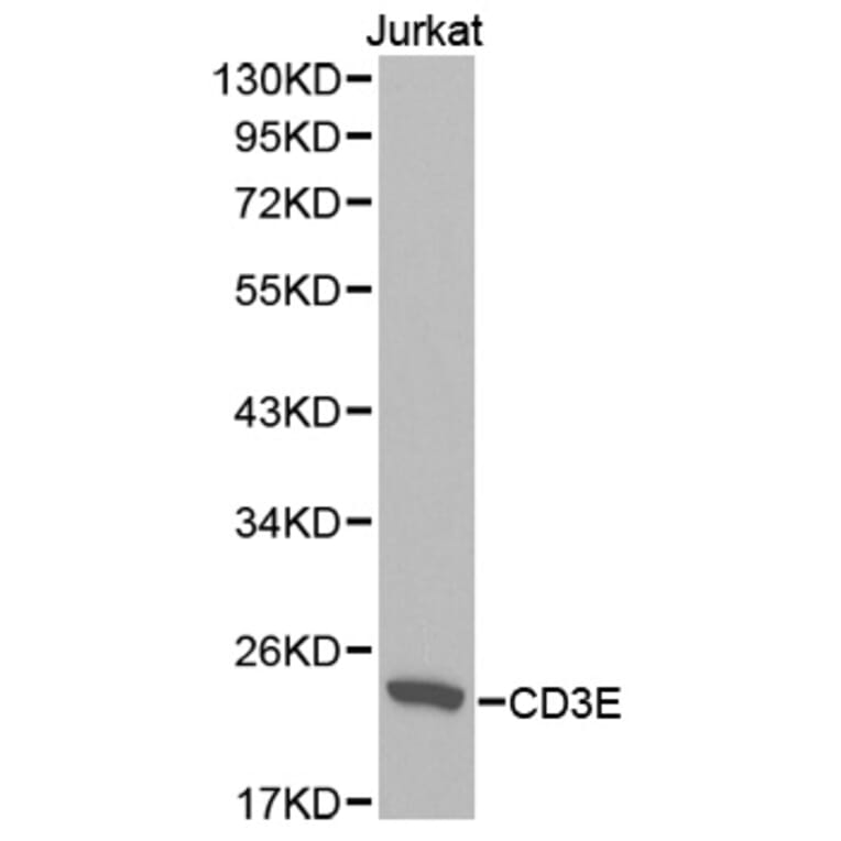Western blot - CD3E Antibody from Signalway Antibody (32416) - Antibodies.com