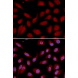 Immunofluorescence - CD3E Antibody from Signalway Antibody (32416) - Antibodies.com